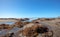 Sea tangle of seaweed and kelp on shore on Moonstone Beach in Cambria on the central coast of California Unted States