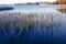 Sea in thin ice and hoarfrost covered reeds.