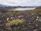 Sea thrift Armeria maritima pink flower with view on volcanic