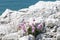 Sea Thrift Flowers Growing on a Cliff