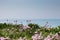 Sea Thrift Flowers with the Sea Behind.