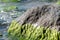 Sea tidal bore. Waves break on stones overgrown by moss and algae. Beautiful seascape