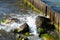 Sea tidal bore. Waves break on stones overgrown by moss and algae. Beautiful seascape