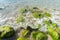 Sea tidal bore. Waves break on stones overgrown by moss and algae. Beautiful seascape