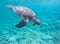 Sea tortoise in blue water. Olive green turtle in tropical sea. Snorkeling in Philippines