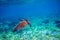 Sea tortoise in sea water. Marine green sea turtle closeup. Wildlife of tropical coral reef.