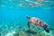 Sea tortoise in turquoise sea shore. Tropical island seashore nature.