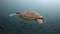 Sea tortoise turtle on background colorful corals underwater in sea of Maldives.