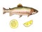 Sea trout fish with lemon. Handmade watercolor painting illustration on a white paper art background