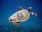 Sea turtle