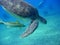 Sea turtle against divers, Red Sea, Egypt