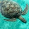 Sea Turtle Amedee Island, New Caledonia