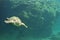 Sea Turtle Aquarium view inside a Turtles hospital in Reunion Is