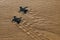 Sea turtle baby endangered specie caretta caretta crawling to sea from nest at beach, top view footprints