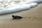 sea turtle baby enters ocean at beach. Endangered specie Loggerhead caretta caretta crawling on the sand