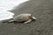 Sea Turtle Black sand