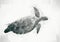 Sea turtle, black and white digital illustration. Green turtle underwater. Tropical seashore wildlife