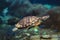 Sea turtle in blue dark water at depth.