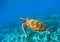 Sea turtle in blue ocean closeup. Green sea turtle closeup. Endangered species of tropical coral reef.