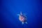 Sea turtle and blue sea abyss. Sea tortoise swims in deep blue ocean.