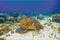 Sea turtle in blue sea. Tropical seashore nature digital illustration.