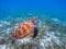 Sea turtle in blue water. Big green sea turtle closeup. Endangered species of tropical coral reef.