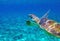 Sea turtle in blue water closeup. Green turtle underwater photo. Wild marine animal in natural environment