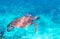 Sea turtle in blue water. Green turtle underwater photo. Wild marine animal in natural environment