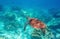 Sea turtle in blue water, underwater wild nature photo. Friendly marine turtle underwater photo. Oceanic animal