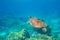 Sea turtle in blue water, underwater wild nature photo. Friendly marine turtle underwater photo. Oceanic animal in