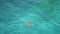 A sea turtle breathing on the surface of the water in Miyakojima island, Okinawa, Japan