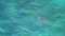 A sea turtle breathing on the surface of the water in Miyakojima island, Okinawa, Japan