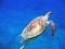 Sea turtle (Chelonia mydas)