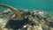 Sea turtle Chelonia mydas is swimming at ocean floor and eating seaweeds.