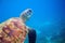 Sea turtle closeup in blue water. Coral reef animal underwater photo.