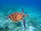 Sea turtle closeup in sea water. Green sea turtle closeup. Wildlife of tropical coral reef.