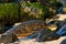 Sea turtle coming ashore at Hookipa beach.