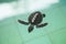 Sea turtle Conservation of marine species