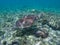 Sea turtle in coral reef and seaweeds. Green turtle in sea water.