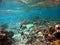 Sea turtle on a coral reef in swimming