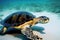 Sea turtle crawling on white sandy bottom undersea.