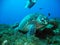 Sea turtle in a crystal clear water