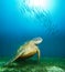 Sea turtle deep underwater