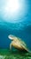 Sea turtle deep underwater