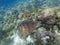 Sea turtle dives to seabottom. Coral reef animal underwater photo.