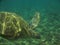 Sea Turtle Diving Underwater