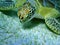 Sea turtle eating grass on sandy sea-bed