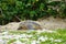 Sea turtle emerging from the sand in the early morning, Zamami, Okinawa, Japan