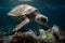 Sea Turtle Entangled: Stark Reminder of Marine Plastic Pollution