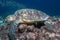 Sea turtle Eretmochelys imbricata on a damaged coral reef